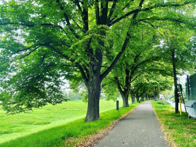 #cologne #forest